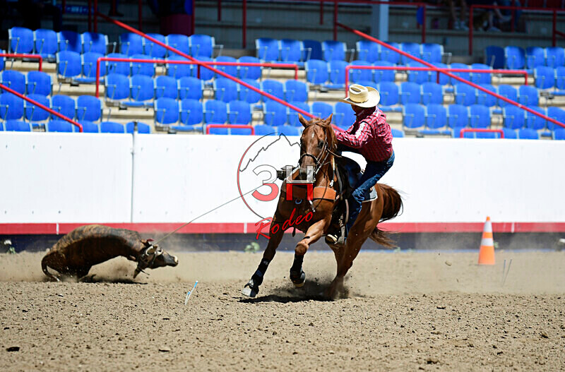 3HRodeo8-11-25_PRCASteer_03420_ - 2025 Colorado Stand Alone Steer Roping-Greeley
