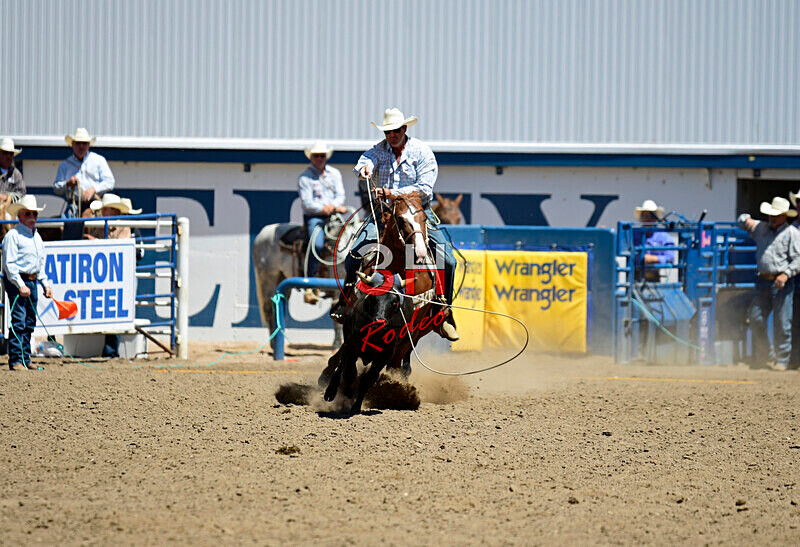 3HRodeo8-11-25_PRCASteer_04745_ - 2025 Colorado Stand Alone Steer Roping-Greeley
