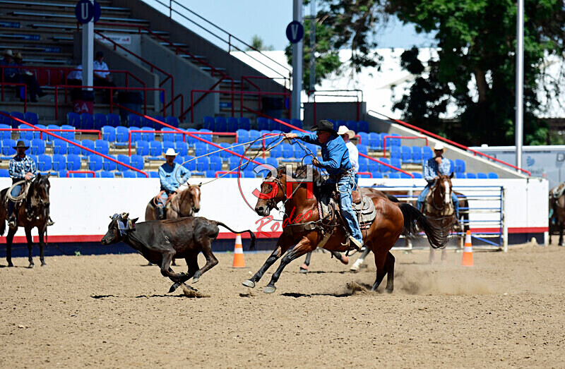 3HRodeo8-11-25_PRCASteer_04543_ - 2025 Colorado Stand Alone Steer Roping-Greeley