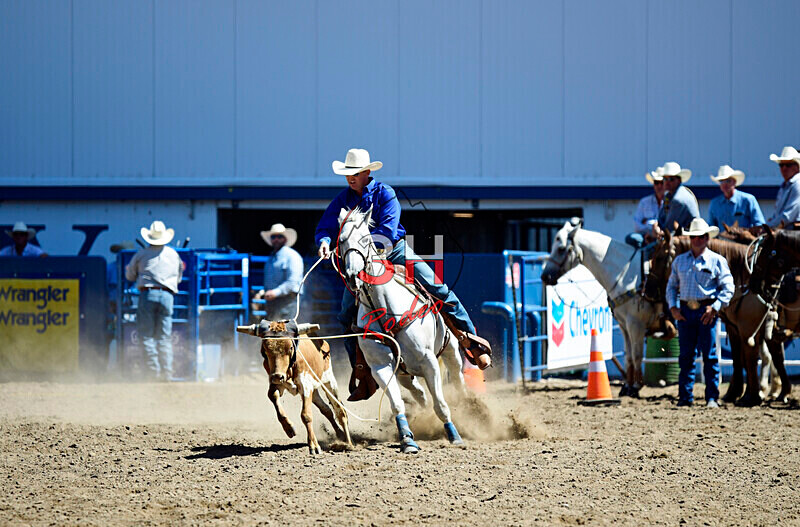 3HRodeo8-11-25_PRCASteer_02941_ - 2025 Colorado Stand Alone Steer Roping-Greeley