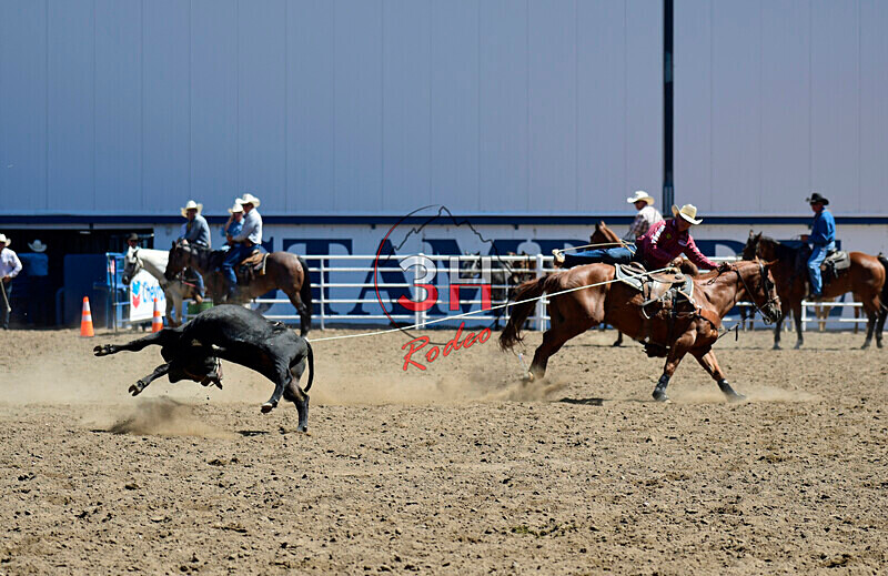 3HRodeo8-11-25_PRCASteer_03196_ - 2025 Colorado Stand Alone Steer Roping-Greeley