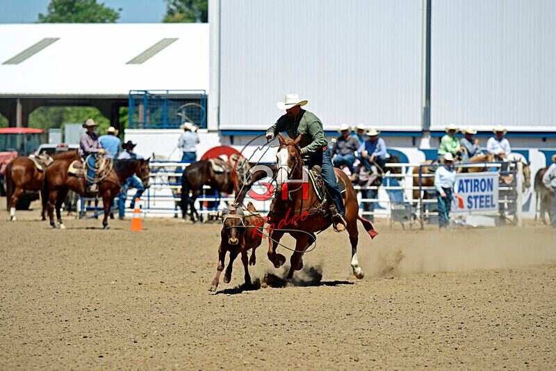 3HRodeo8-11-25_PRCASteer_06025_ - 2025 Colorado Stand Alone Steer Roping-Greeley