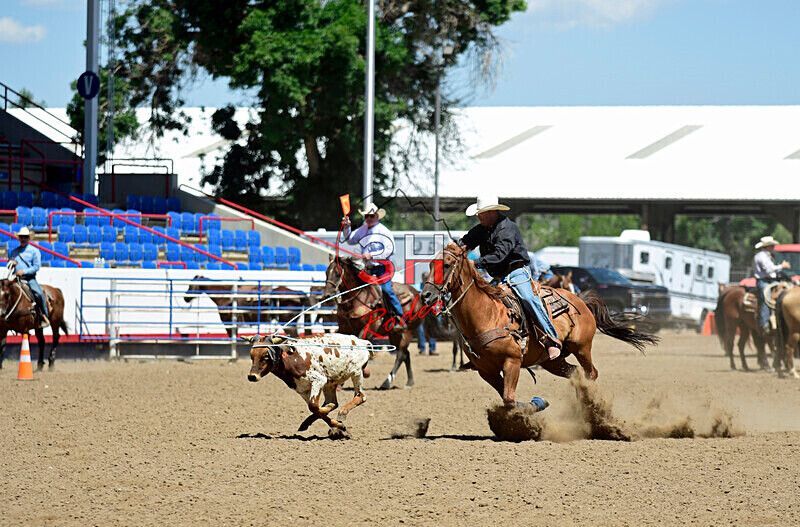 3HRodeo8-11-25_PRCASteer_04805_ - 2025 Colorado Stand Alone Steer Roping-Greeley