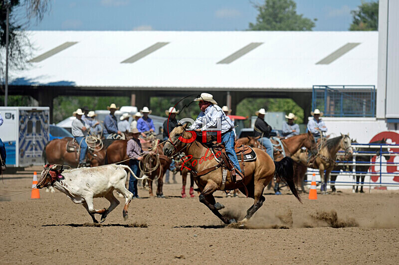 3HRodeo8-11-25_PRCASteer_06630_ - 2025 Colorado Stand Alone Steer Roping-Greeley