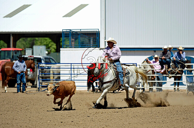 3HRodeo8-11-25_PRCASteer_05972_ - 2025 Colorado Stand Alone Steer Roping-Greeley