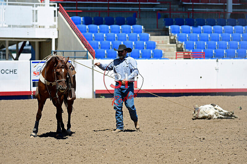 3HRodeo8-11-25_PRCASteer_04410_ - 2025 Colorado Stand Alone Steer Roping-Greeley