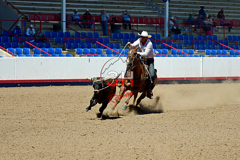 3HRodeo8-11-25_PRCASteer_05849_ - 2025 Colorado Stand Alone Steer Roping-Greeley