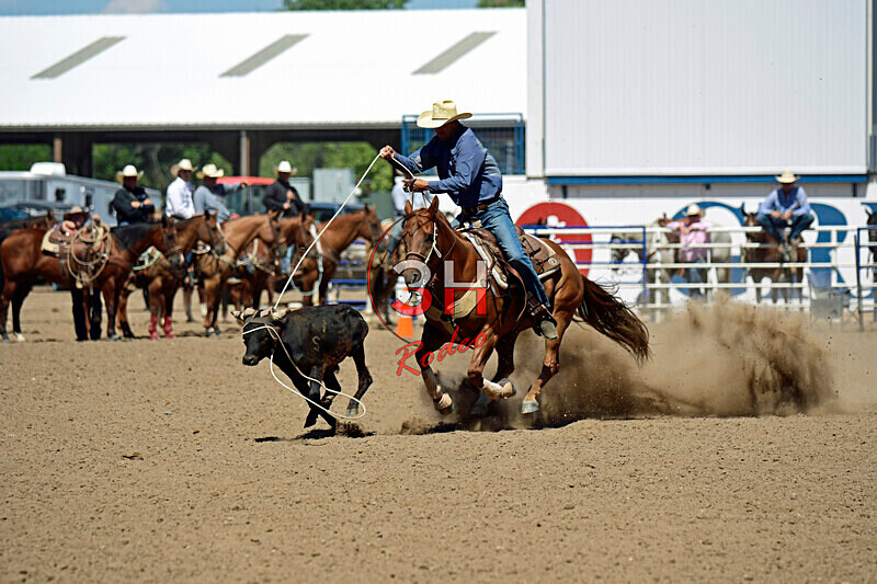 3HRodeo8-11-25_PRCASteer_06676_ - 2025 Colorado Stand Alone Steer Roping-Greeley