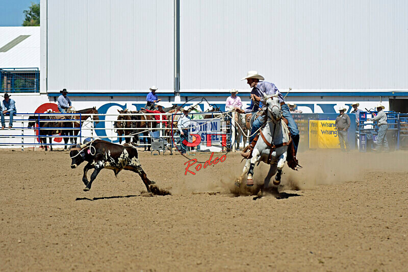 3HRodeo8-11-25_PRCASteer_07112_ - 2025 Colorado Stand Alone Steer Roping-Greeley