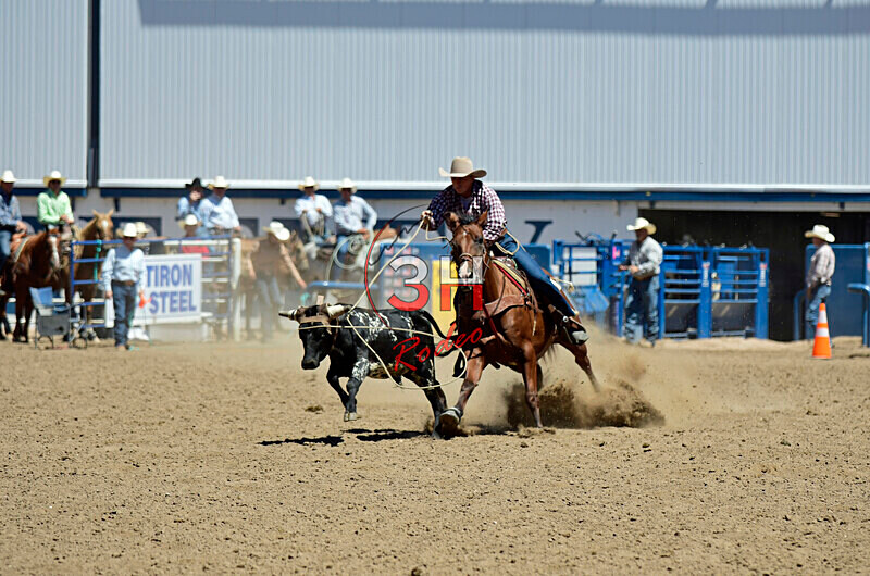 3HRodeo8-11-25_PRCASteer_04711_ - 2025 Colorado Stand Alone Steer Roping-Greeley