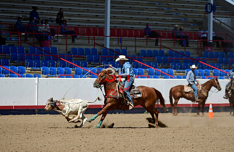 3HRodeo8-11-25_PRCASteer_05785_ - 2025 Colorado Stand Alone Steer Roping-Greeley
