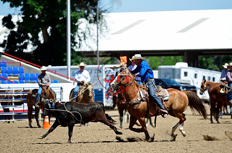 3HRodeo8-11-25_PRCASteer_04214_ - 2025 Colorado Stand Alone Steer Roping-Greeley