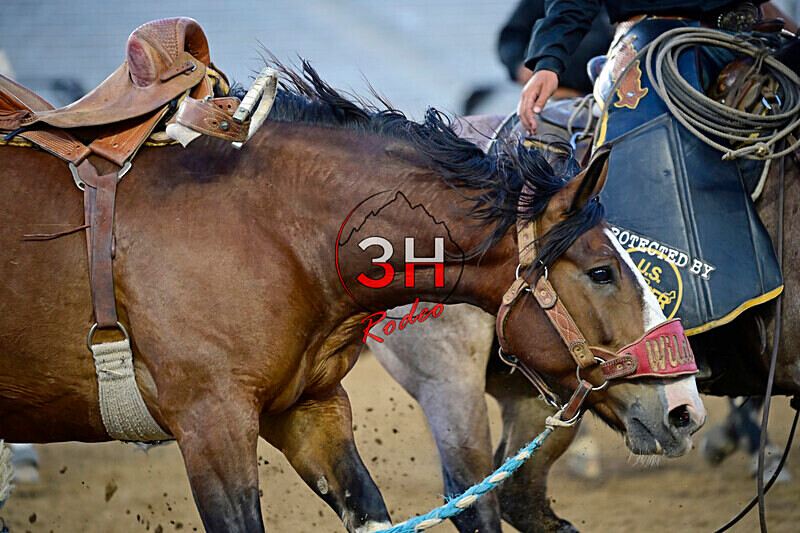 3HRodeo_PBR_All-Star_JUL_2026_0648 - 2026 All-Star College Rodeo