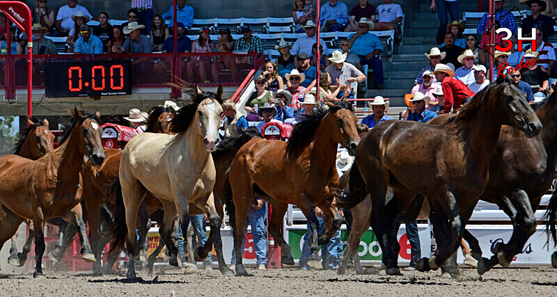 Bucking Horses_1136 - Championship Sunday Rodeo Perf - July 30th