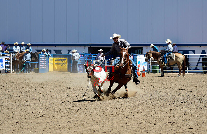 3HRodeo8-11-25_PRCASteer_03722_ - 2025 Colorado Stand Alone Steer Roping-Greeley