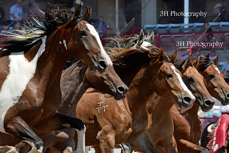 _DSC3234 - 2021 Cheyenne Frontier Days Celebration