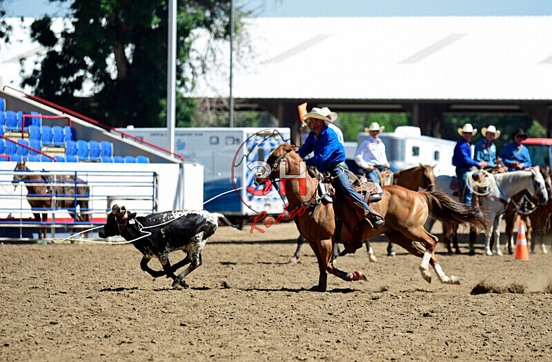 3HRodeo8-11-25_PRCASteer_02213_ - 2025 Colorado Stand Alone Steer Roping-Greeley