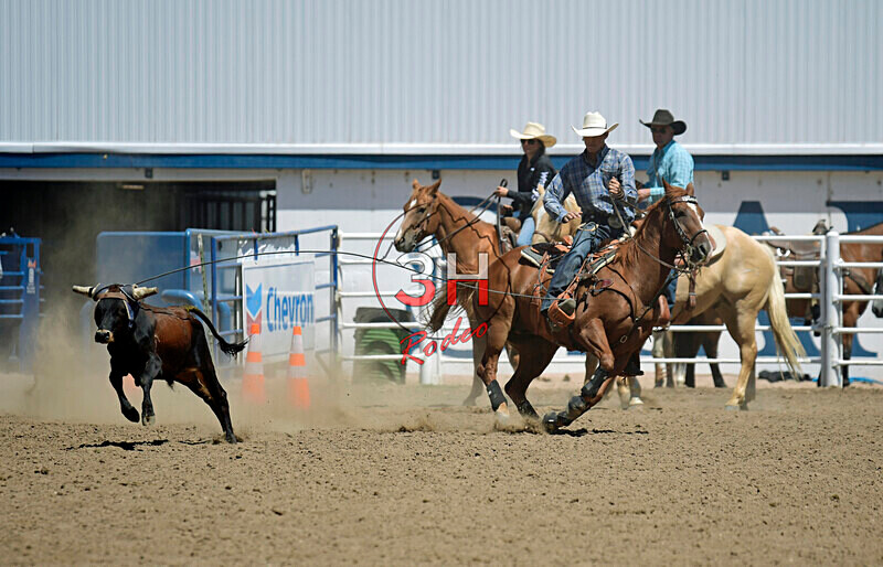 3HRodeo8-11-25_PRCASteer_05741_ - 2025 Colorado Stand Alone Steer Roping-Greeley