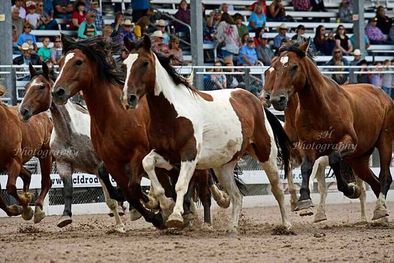 _DSC8621 - 2019 Cheyenne Frontier Days