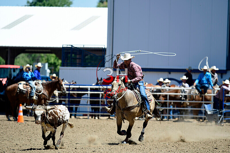 3HRodeo8-11-25_PRCASteer_03308_ - 2025 Colorado Stand Alone Steer Roping-Greeley
