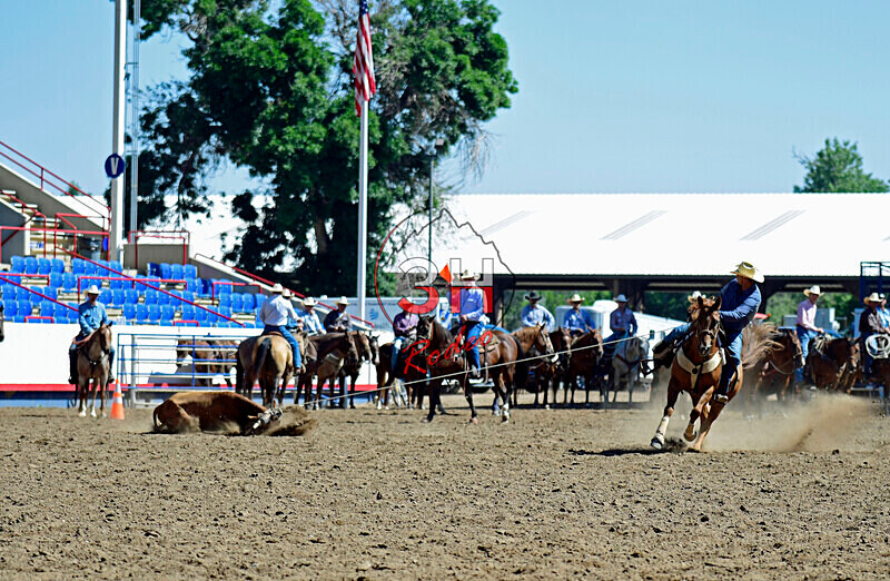 3HRodeo8-11-25_PRCASteer_01200_ - 2025 Colorado Stand Alone Steer Roping-Greeley