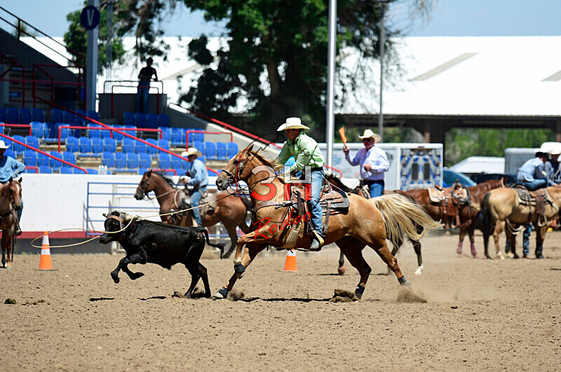3HRodeo8-11-25_PRCASteer_05268_ - 2025 Colorado Stand Alone Steer Roping-Greeley