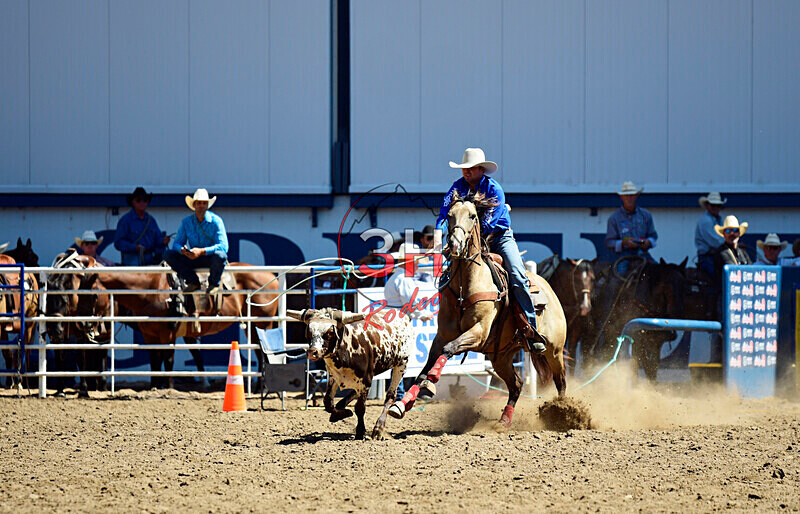 3HRodeo8-11-25_PRCASteer_02637_ - 2025 Colorado Stand Alone Steer Roping-Greeley