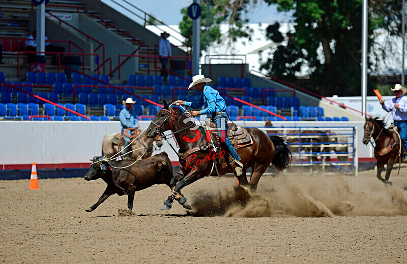 3HRodeo8-11-25_PRCASteer_06417_ - 2025 Colorado Stand Alone Steer Roping-Greeley