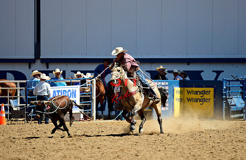 3HRodeo8-11-25_PRCASteer_03267_ - 2025 Colorado Stand Alone Steer Roping-Greeley