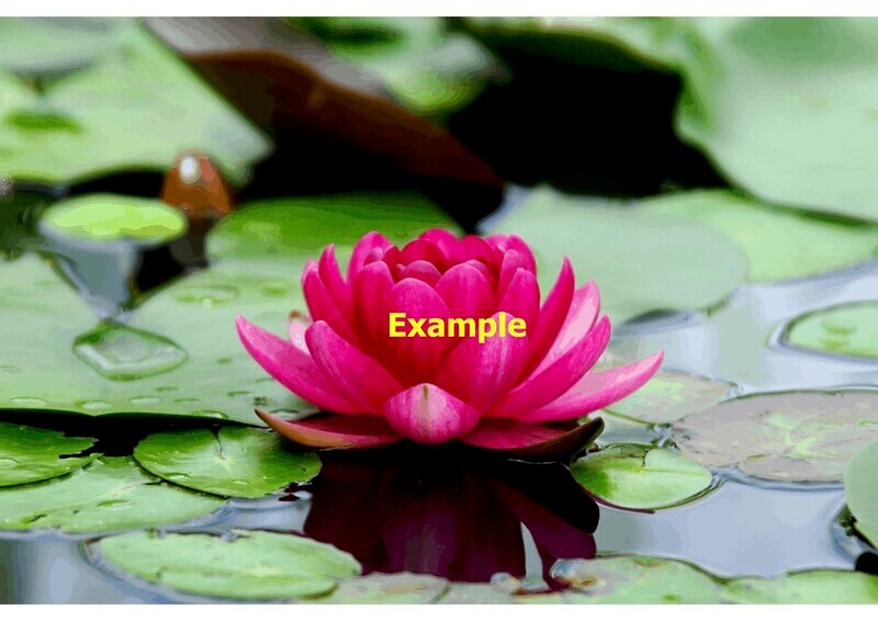 Example - Canterbury Zen Group Portfolio 1