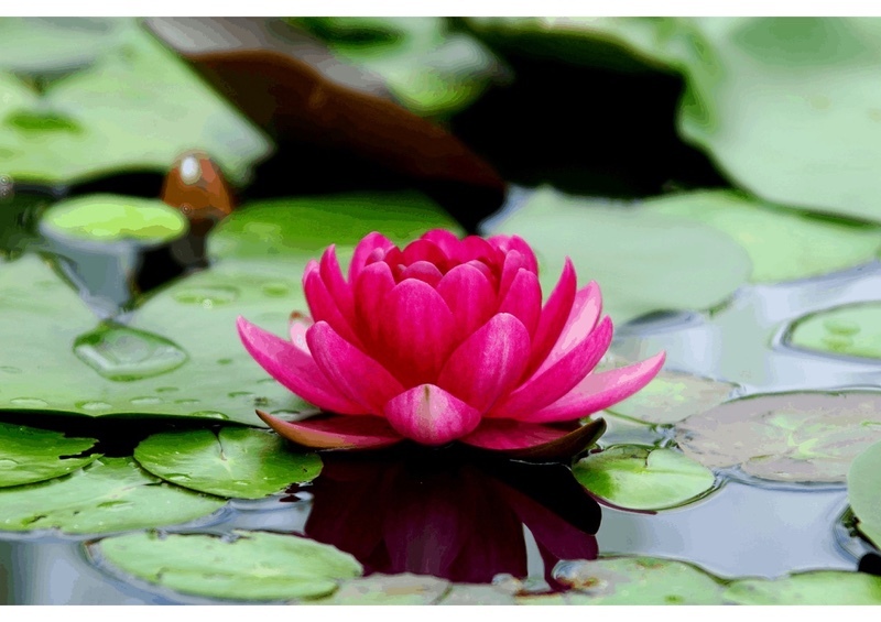 lotus-flower-on-water jpeg 1 - Edinburgh Zen Group Portfolios 1