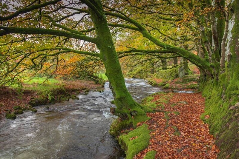 Streams running through beautiful woodland on Exmoor - Around porlock