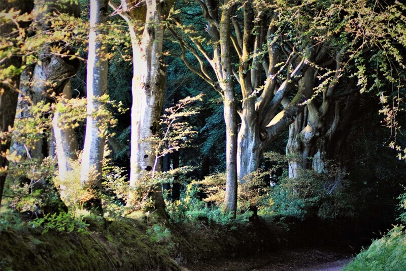 Exmoor scenery - Around porlock