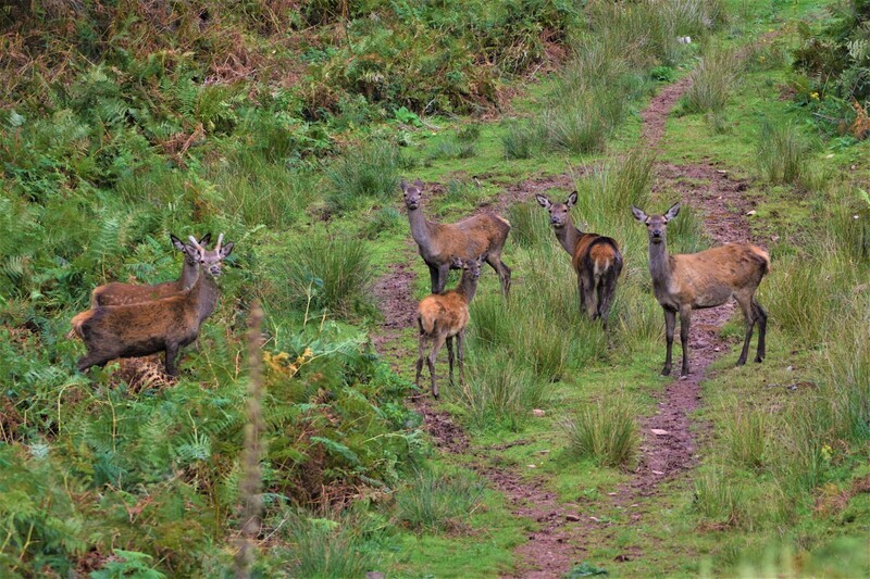 Exmoor Deer - Around porlock