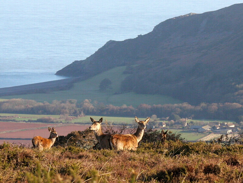 Deer on Exmoor near Porlock - Around porlock