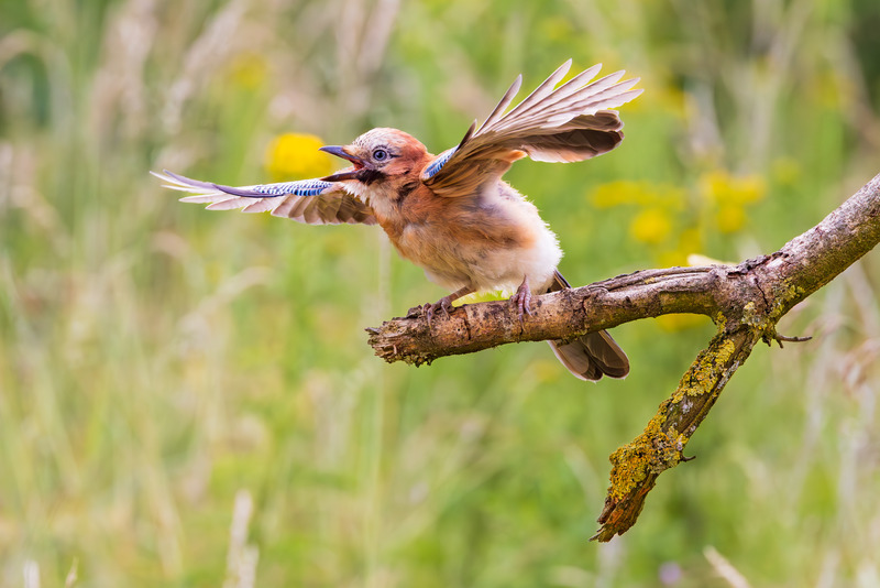 _MG_5342 - Wildlifescape