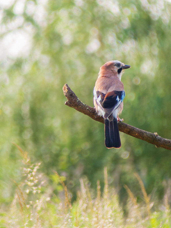 Jay Patrol_1180997 - Seven