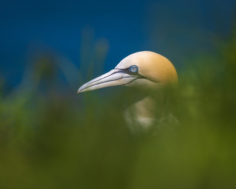 _MG_0381 - Wildlifescape