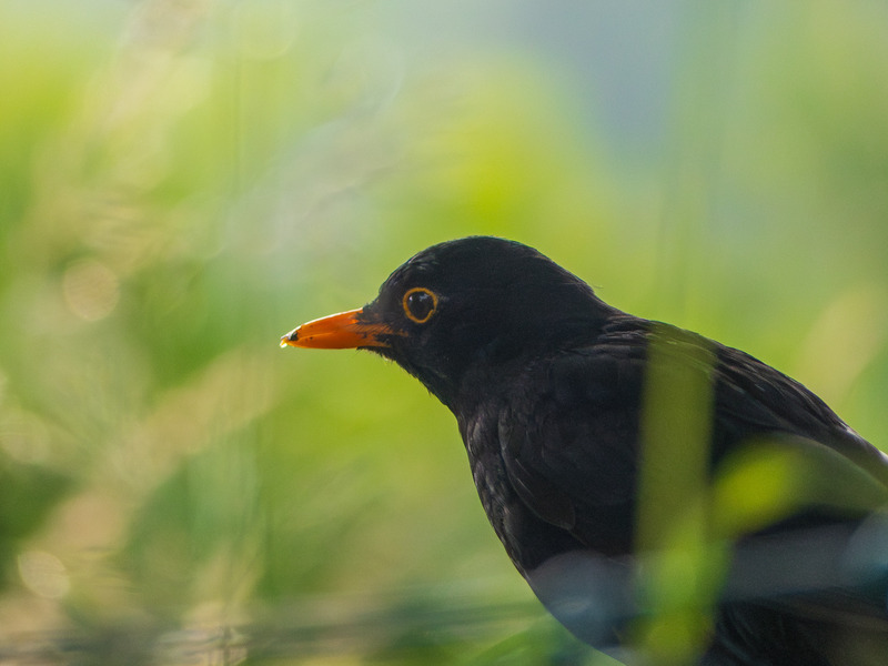 A Blackbird's Mystique_1190380 - Seven