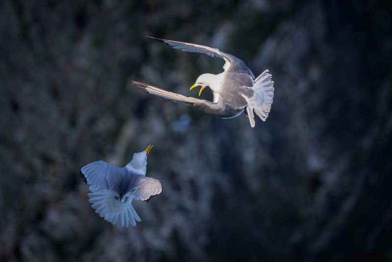 _MG_0035 - Wildlifescape