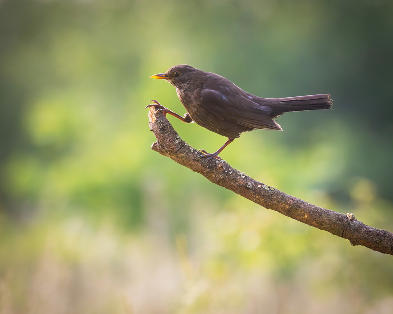_MG_6943 - Wildlifescape