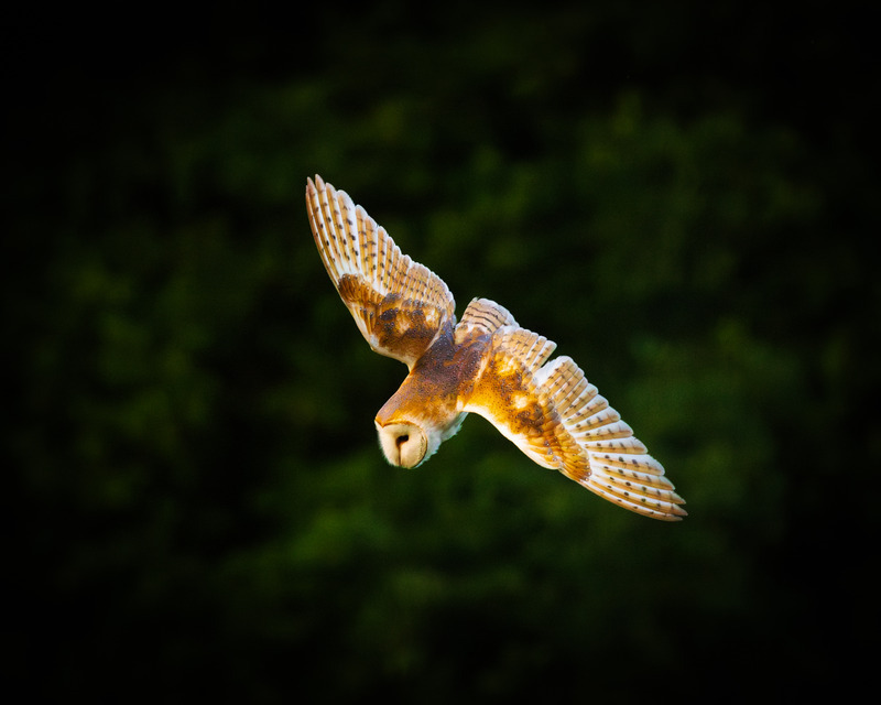 _MG_4225 - Wildlifescape