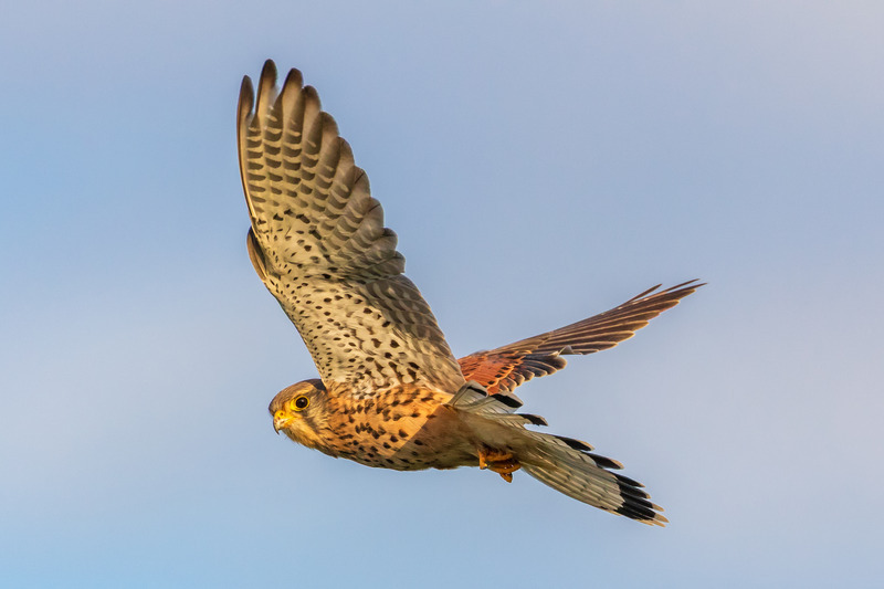 _MG_0938 - Wildlifescape