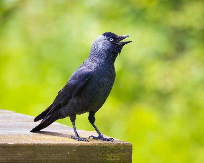 _MG_2912 - Wildlifescape