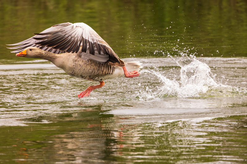 _MG_4283 - Wildlifescape