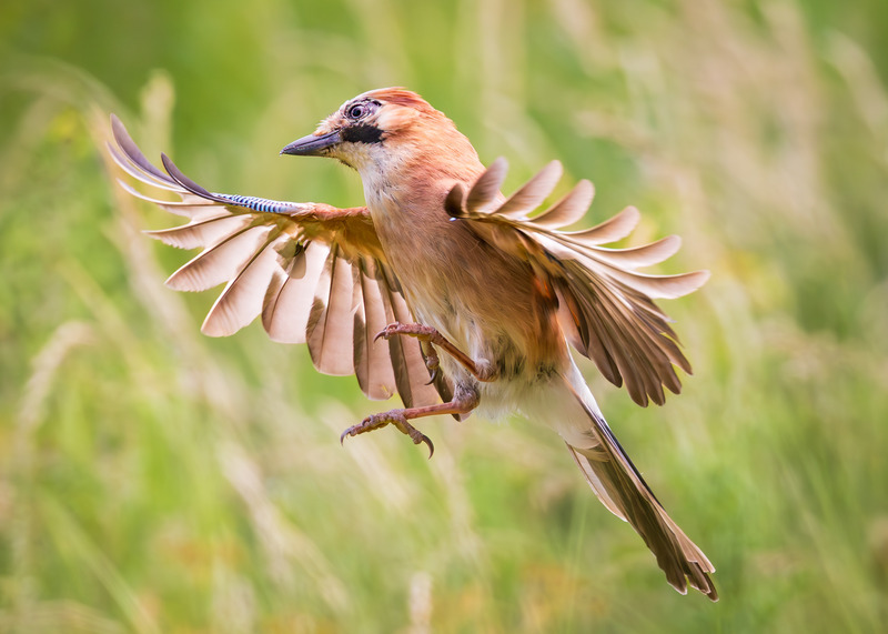 _MG_5224 - Wildlifescape
