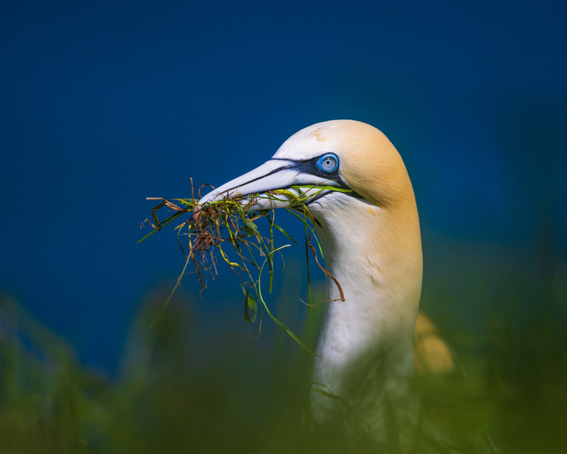 _MG_0370 - Wildlifescape