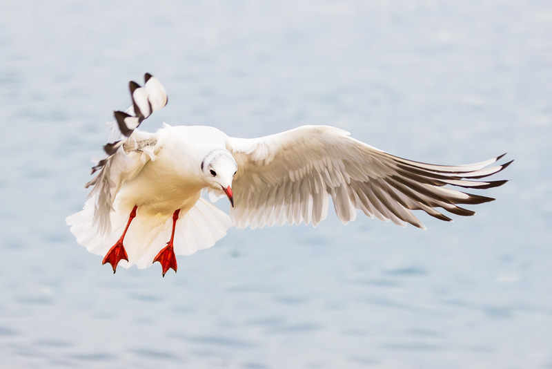 _MG_3039 - Wildlifescape