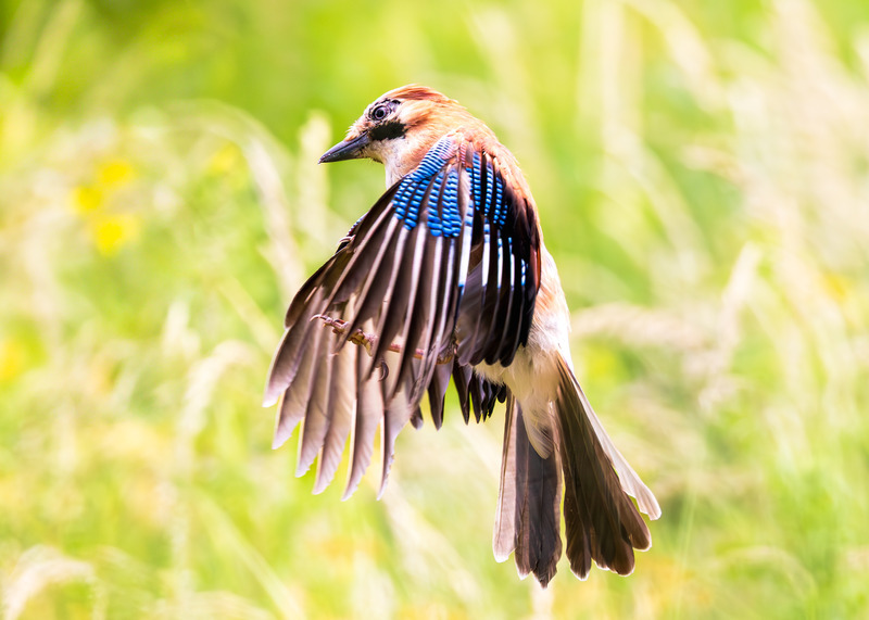 _MG_5225 - Wildlifescape