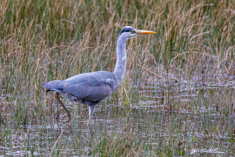 _MG_5962 - Wildlifescape